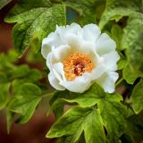 中山公园赏花季