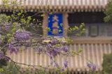 谷雨时节孔庙百年紫藤盛开