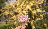 圆明园遗址公园踏青节