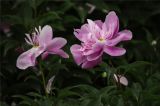 圆明园含经堂芍药美丽展现
