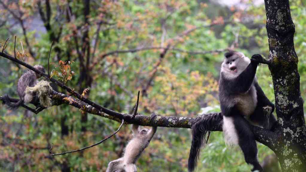 云南:绘就绿意盎然的“诗和远方”