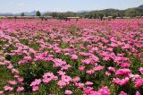 河北承德：芍药花开引游人