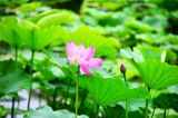 紫竹院公园夏日荷花花正艳