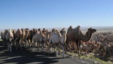 甘肃阿克塞：骆驼转场