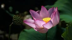 夏日荷花别样红