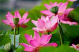 小暑节气 人们冒着暑热到陶然亭公园赏荷