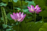 圆明园雨后荷花更娇艳