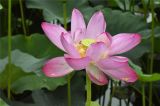 盛夏北海公园荷花进入最佳观赏期，“荷花映白塔”盛景美不胜收