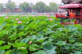 北京什刹海荷花随风摇曳再现京韵美景