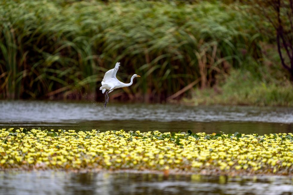 ↑10月2日在昆明市海埂会堂前拍摄的立体花坛。新华社记者 陈欣波 摄