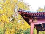 元大都遗址公园秋意正浓