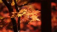 一百年前，新青年致力探寻民族复兴的前途