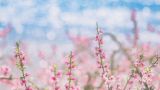 坚定理想信念 厚植如磐“三心”