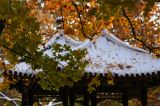 枫叶与白雪的爱情—地坛公园雪景