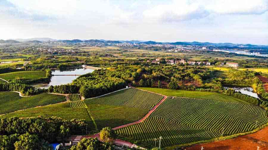 武汉江夏“五谷共建”开新局