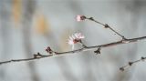 大雪时节，颐和园桃树开花了