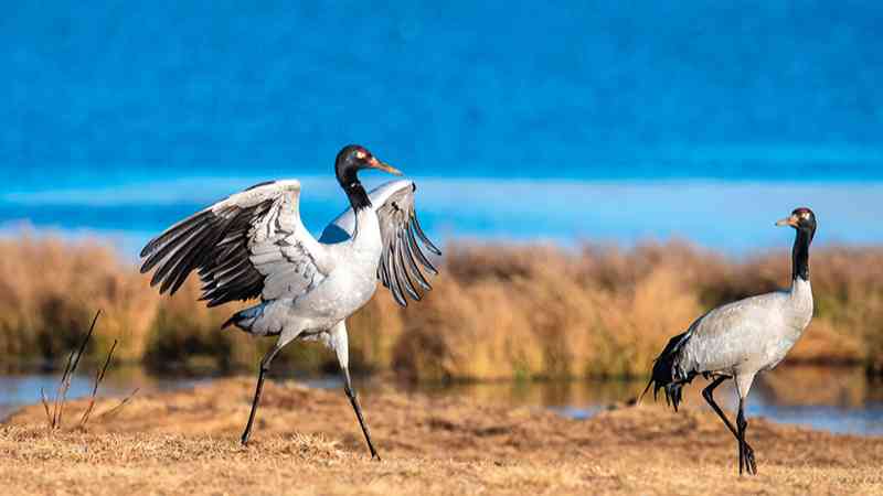 瀕危物種在“動植物王國”再“安居”