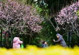 梅花绽放春意浓