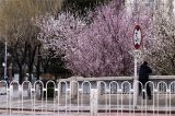 阜成门桃花盛开春意浓
