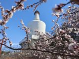 北京：山桃花开映白塔
