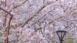 北京玉渊潭公园 樱花盛开正当时