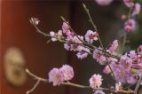 春花烂漫大观园，游园赏花正当时