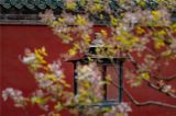 天坛公园鸟语花香，小松鼠憨态可掬
