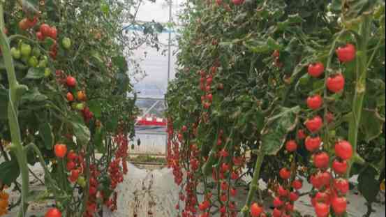 浙江温州:苍南龙湾携手山海协作 奏响共同富裕幸福歌