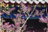 人间四月天雍和宫春花烂漫映红墙，清新淡雅美如画