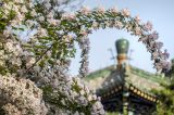 北海公园猥实花盛开