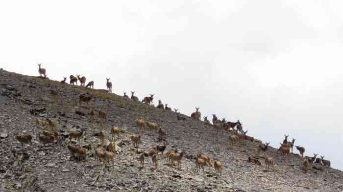 中国最大国家公园“炼成记”:“天字号”工程保护“中华水塔”