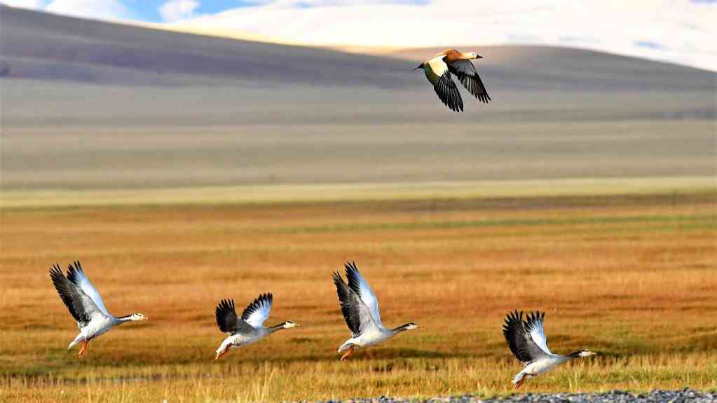 守望“高原精灵”