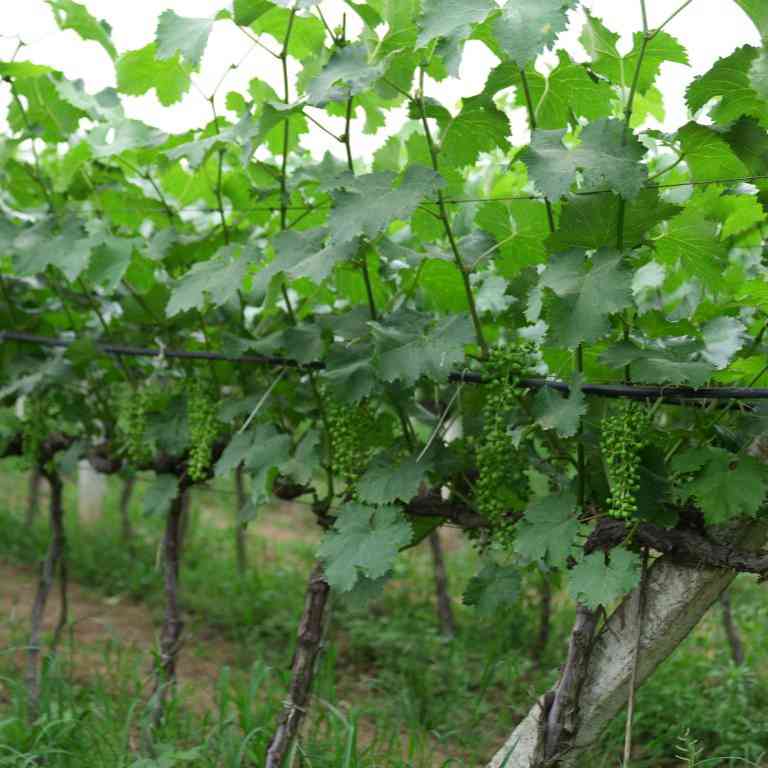 秦岭脚下,“95后”新农人播撒新希望