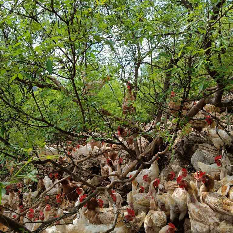 河北易縣:休閑農(nóng)牧業(yè)助力鄉(xiāng)村振興