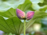 圆明园遗址公园发现两株并蒂莲