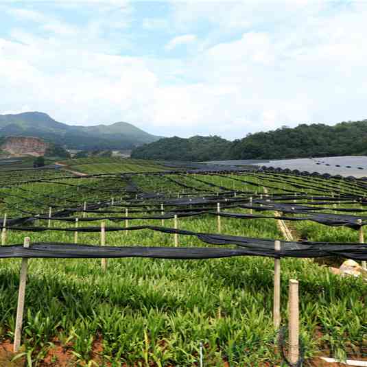 “产业+技能”续写拉祜山乡振兴新篇章