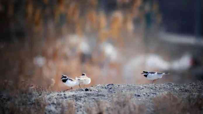 乌鲁木齐“追鸟人”:十年记录镜头里的“人与自然”