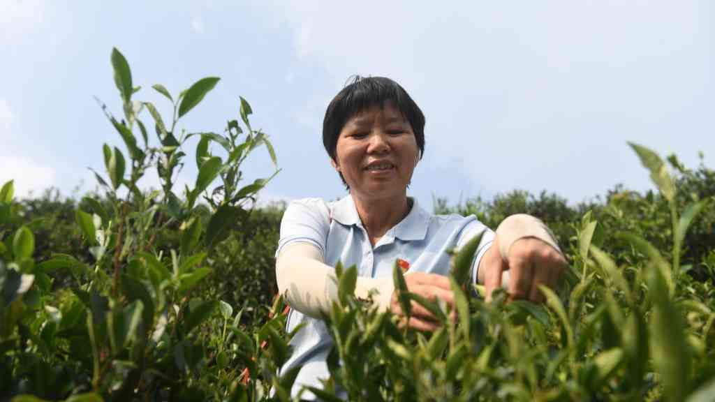二十大代表风采丨祝雪兰:茶香氤氲蕴初心