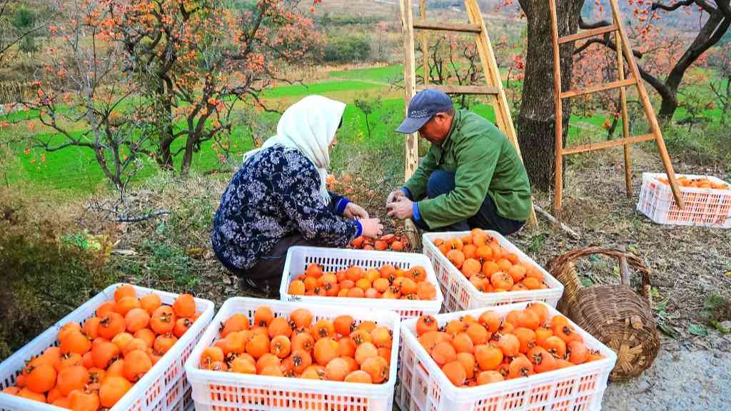 柿子红了,道路通了——山东临朐县山村振兴记