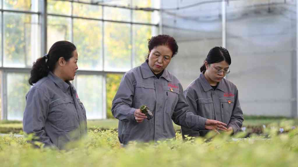 二十大代表风采丨张锦梅:让绿色成为高原最美底色