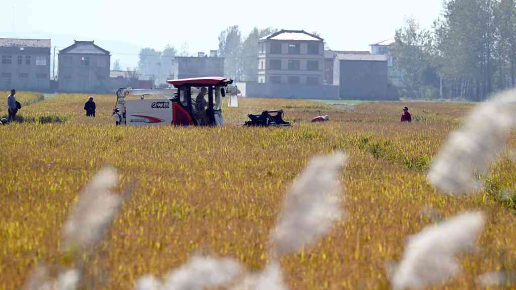 深秋稻米香古村——皖北乡村振兴一线见闻
