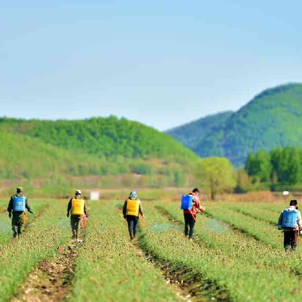 鄂倫春自治旗:產(chǎn)業(yè)之花在黑土地上綻放