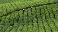 一片茶叶背后的乡村振兴之路