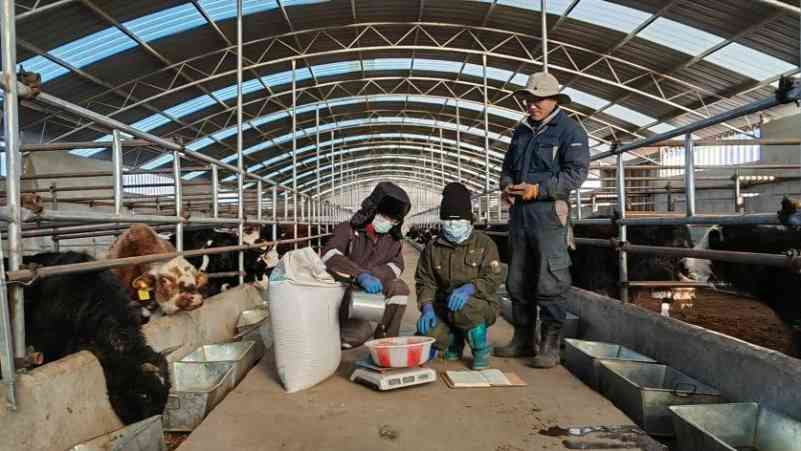 草原增绿、牧民增收——甘肃玛曲探索高原畜牧新业态