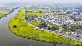 发展“赏花经济”，赋能乡村振兴新活力
