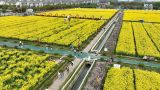 从赏花到“赏花经济”究竟多出了什么？