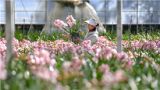 种好“花经济”助力乡村全面振兴