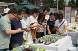 小屏幕打开大市场，农村电商激活乡土中国