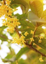 【廿四节气·秋分】昼夜均分时，人间正金秋