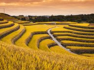 发展农业新质生产力 推进农业强国建设